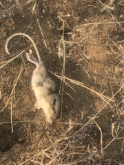 Perognathus parvus