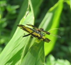 Rhyothemis variegata