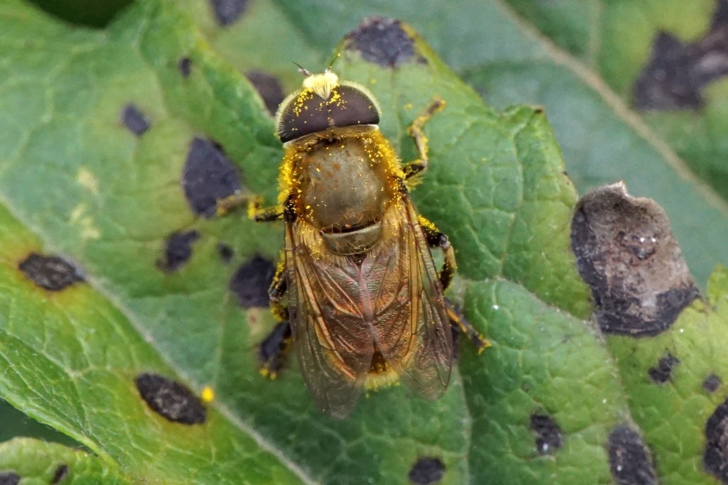 Merodon aureus