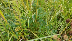 Baptisia alba