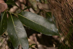 Cryptocarya microneura