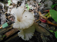 Trogia infundibuliformis