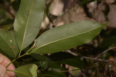 Cryptocarya microneura