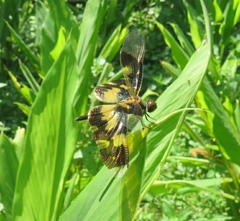 Rhyothemis variegata