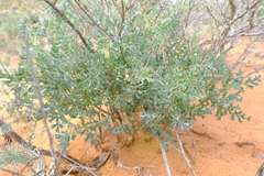 Pelargonium gibbosum