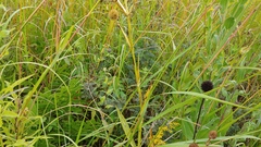 Baptisia alba