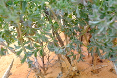 Pelargonium gibbosum