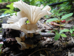 Trogia infundibuliformis