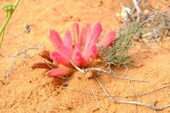 Hyobanche barklyi