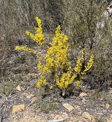 Acacia buxifolia