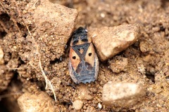 Melanocoryphus tristrami