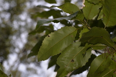 Schizomeria ovata