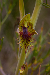 Calochilus campestris