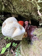 Ganoderma oregonense