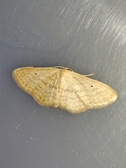 Scopula minorata