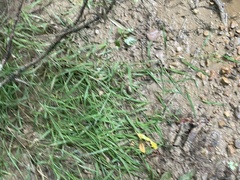 Chasmanthium latifolium