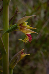 Calochilus campestris