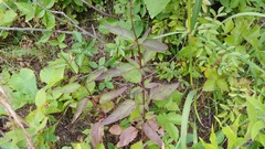 Scrophularia lanceolata