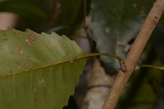 Schizomeria ovata