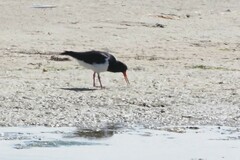 Haematopus longirostris