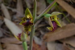Calochilus campestris