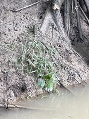 Chasmanthium latifolium