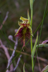Calochilus paludosus