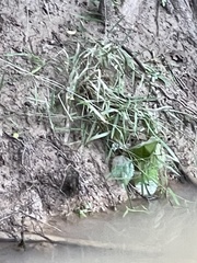 Chasmanthium latifolium