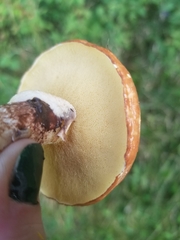 Suillus