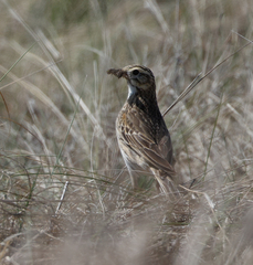 Anthus australis