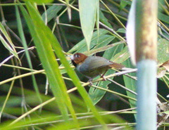 Neosuthora davidiana