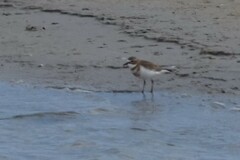 Charadrius bicinctus