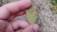 Quasipucciniastrum ochraceum