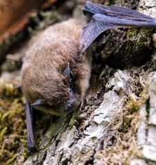 Pipistrellus