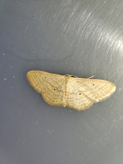 Scopula minorata