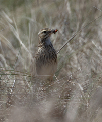 Anthus australis