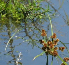 Cyperus glomeratus