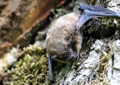 Pipistrellus