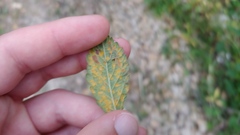 Quasipucciniastrum ochraceum