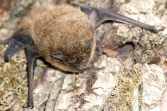 Pipistrellus