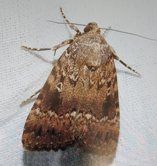 Noctuidae