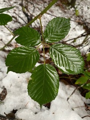 Rubus armeniacus