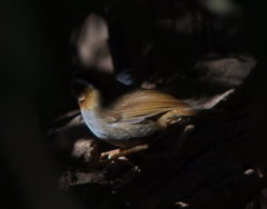 Schoeniparus rufogularis