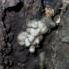 Kretzschmaria deusta