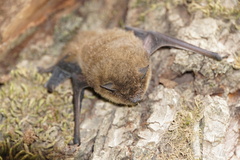 Pipistrellus