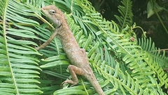 Calotes versicolor