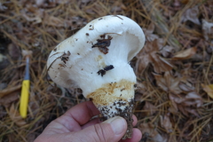 Catathelasma ventricosum