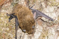 Pipistrellus