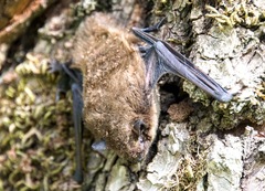 Pipistrellus
