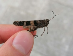 Oedipodinae